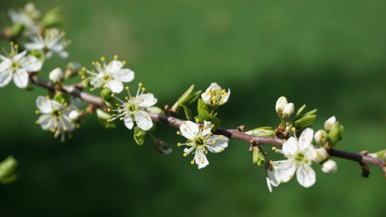 FRÜHLINGSBALL